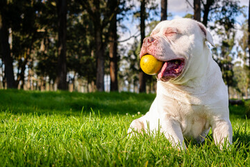 white pitbull playing with the yellow ball in the park around the trees