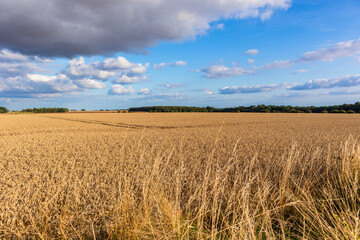 field of wheat