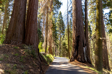 Obraz premium Sequoia National Park in California