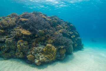沖縄県島尻郡座間味村の慶良間諸島の阿嘉島でダイビングした時に見られる景色 The view when diving at Aka Island, Kerama Islands, Zamami Village, Shimajiri-gun, Okinawa, Japan.