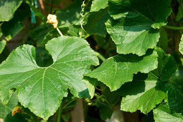 flowers in the garden ,pumpkin growing in the garden ,Green leaves at sunrise ,green leaves of the leaves ,vegetable garden in a garden