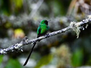 Colibrí Colombia, Boyacá 