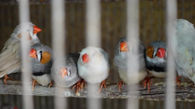 Numerous finch birds were kept inside the cage for sale. Finches are chirping and chirping inside the cage. Camera paning shot. 