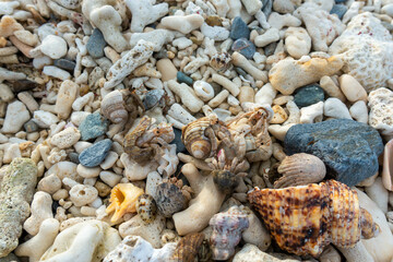 沖縄県島尻郡座間味村の慶良間諸島の阿嘉島の観光をしている風景 A scene of sightseeing on Aka Island in the Kerama Islands, Zamami Village, Shimajiri County, Okinawa Prefecture.