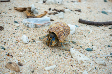 沖縄県島尻郡座間味村の慶良間諸島の阿嘉島の観光をしている風景 A scene of sightseeing on Aka Island in the Kerama Islands, Zamami Village, Shimajiri County, Okinawa Prefecture.