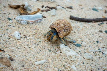 沖縄県島尻郡座間味村の慶良間諸島の阿嘉島の観光をしている風景 A scene of sightseeing on Aka Island in the Kerama Islands, Zamami Village, Shimajiri County, Okinawa Prefecture.