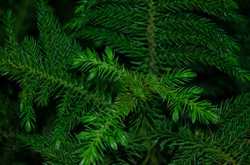 SELECTIVE FOCUS ON GREEN NORFOLK PINE PLANT'S LEAVES.