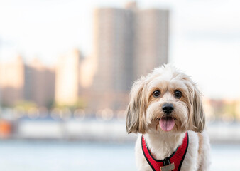 one small mixed breed dog posing for the camera with buildings and a bridge in the background