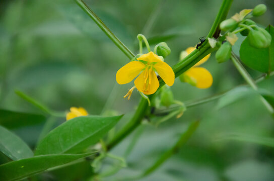 YELLOW SENNA OCCIDENTALIS FLOWERS WITH GREEN LEAVES IN BLUR BACKGROUND.