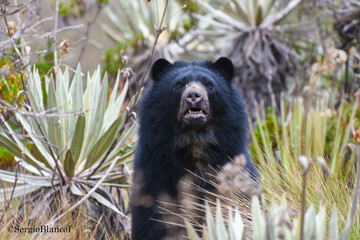 Andino Bear, Páramo de Chingaza, Colombia