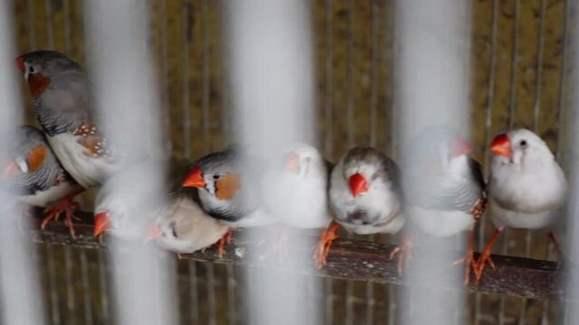 Numerous finch birds were kept inside the cage for sale. Finches are chirping and chirping inside the cage. Camera paning shot. 