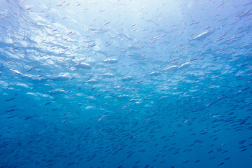 フィリピン、セブ島、マクタン島周辺でダイビングした時に見られる生き物や景色  Creatures and scenery you can see when you dive around Cebu, Mactan Island, Philippines 