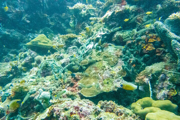 Naklejka na ściany i meble フィリピン、セブ島、マクタン島周辺でダイビングした時に見られる生き物や景色 Creatures and scenery you can see when you dive around Cebu, Mactan Island, Philippines 