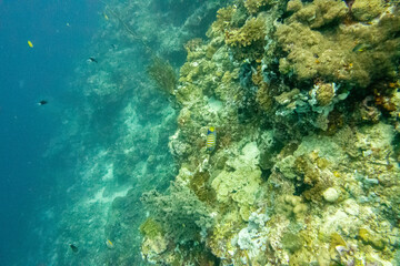 Fototapeta na wymiar フィリピン、セブ島、マクタン島周辺でダイビングした時に見られる生き物や景色 Creatures and scenery you can see when you dive around Cebu, Mactan Island, Philippines 