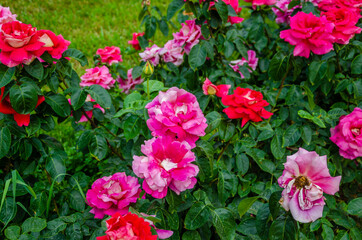 Antique marble sculptures in the park in summer.