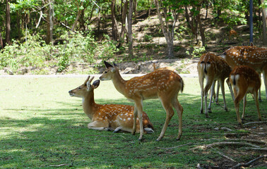 Asian deer on the grass, green tree background