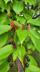 Beautiful wild fruit in Korea
