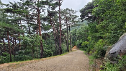 Fototapeta premium The Chilbosan Natural Recreational Forest Hiking Course in Gyeongbuk, Korea