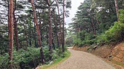 Fototapeta premium The Chilbosan Natural Recreational Forest Hiking Course in Gyeongbuk, Korea