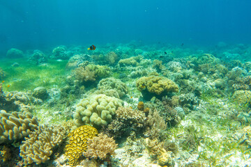 Fototapeta na wymiar フィリピンのボホール島近くにあるカビラオ島でダイビングしている風景 Scenery of diving in Cabilao Island, near Bohol Island, Philippines. 