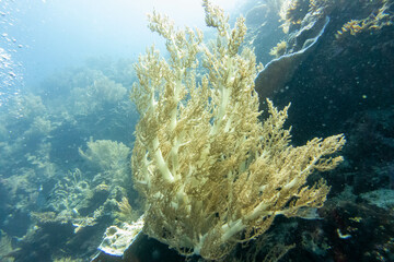 Fototapeta na wymiar フィリピンのボホール島近くにあるカビラオ島でダイビングしている風景 Scenery of diving in Cabilao Island, near Bohol Island, Philippines. 