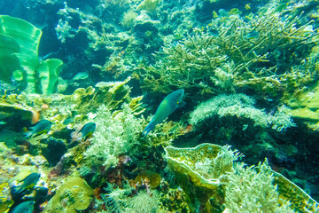 フィリピンのボホール島近くにあるカビラオ島でダイビングしている風景 Scenery of diving in Cabilao Island, near Bohol Island, Philippines. 