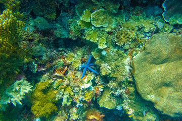 Naklejka na ściany i meble フィリピンのボホール島近くにあるカビラオ島でダイビングしている風景 Scenery of diving in Cabilao Island, near Bohol Island, Philippines. 