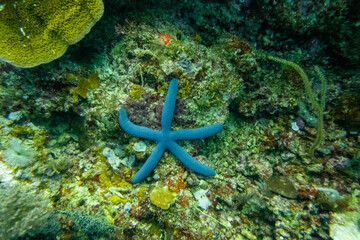 フィリピンのボホール島近くにあるカビラオ島でダイビングしている風景 Scenery of diving in Cabilao Island, near Bohol Island, Philippines. 