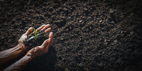 The concept of old people planting new things for the next generation.