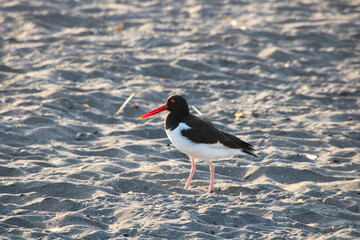 atlantic puffin or common puffin