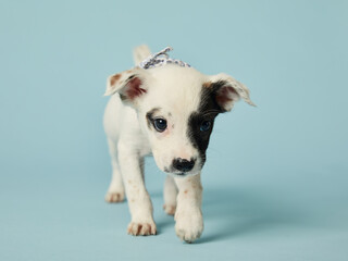 Black and white puppy portrait isolated on light blue background.