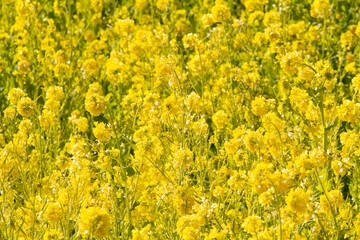 Obraz premium 芥子菜 油菜