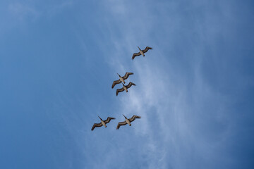 Pelicans flying against blue sky