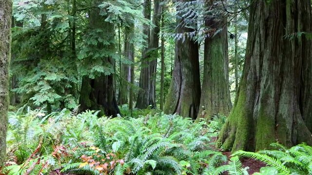 macmillan provincial park vancouver island