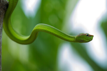 Snake at the  Forest