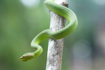Snake at the  Forest