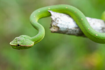 Snake at the  Forest