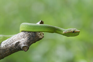 Snake at the  Forest