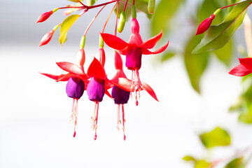 フクシア　花　熱帯植物　バレリーナ