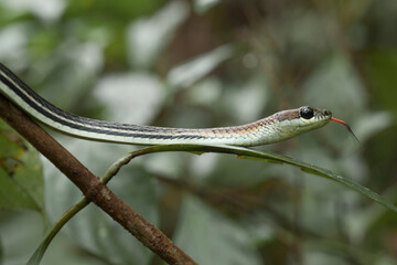 Snake at the  Forest