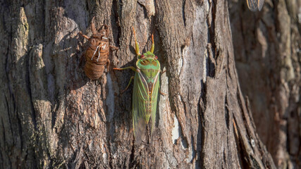 close up of a cicada and its shell