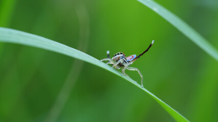 low angle close up of m splendens mating display