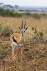 Naklejka na ściany i meble Eine Thomson Gazelle frontal im Nairobi National Park