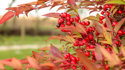 red autumn leaves