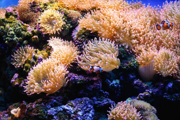 Naklejka na ściany i meble Clown fish swim in bubble anemones in a marine aquarium (Amphiprion). Marine and ocean background..