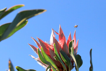 Protea Bloom and Blue Sky with Bee in Flight
