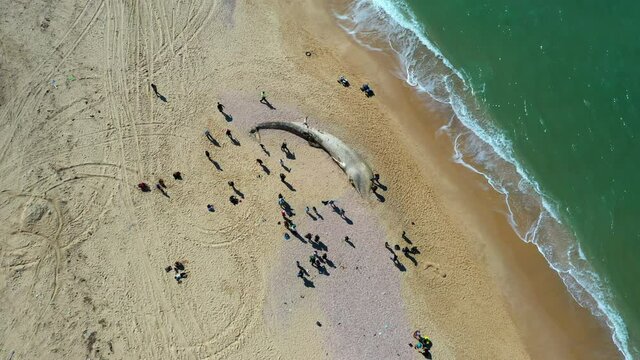 Aerial Lockdown Shot Of People Gathered Around Dead Fish On Beach By Coastline During Sunny Day - Ashkelon, Israel