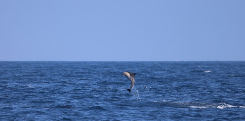 Fototapeta na wymiar Common Dolphin having fun, dolphin breaching 