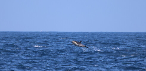 Fototapeta premium dolphin jumping into the sea