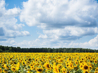 A field of yellow sunflowers against the background of clouds and forests